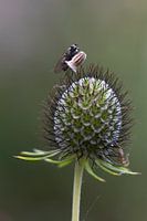 Fliege auf dem Schwanz einer großen Katze