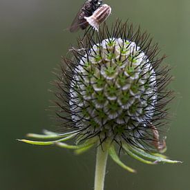 Fliege auf dem Schwanz einer großen Katze von Marion van Limpt