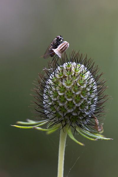 Fliege auf dem Schwanz einer großen Katze von Marion van Limpt