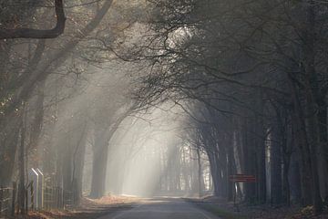 Een prachtige winterochtend in Bergen op Zoom van Sabina Meerman