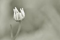 Wildes Gänseblümchen