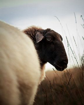 Portrait de moutons dans un champ de bruyère I sur Luis Boullosa