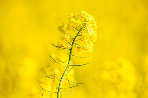 Koolzaad in Zuid-Limburg