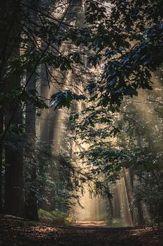 Breda, Mastbos dans le soleil du matin avec du brouillard.