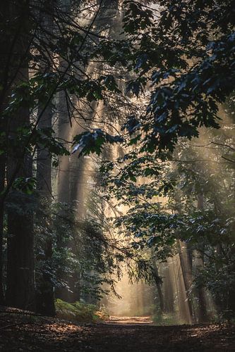 Breda, Mastbos in der Morgensonne mit Nebel.