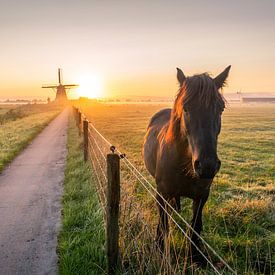 Stay Curious van Melvin Jonker