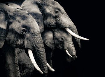 Elefantenfamilie von Truckpowerr