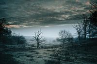 The Frozen Tree