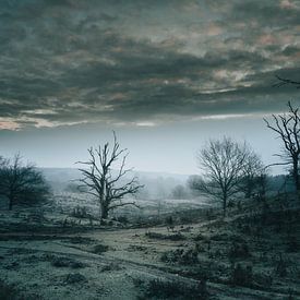 The Frozen Tree by shX.photography