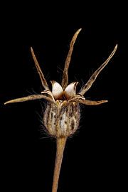 Upcycled Beauty - Bolderik - Agrostemma githago -