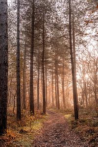 Chemin forestier avec soleil et brouillard