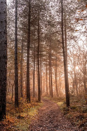 Forest path with sun and fog