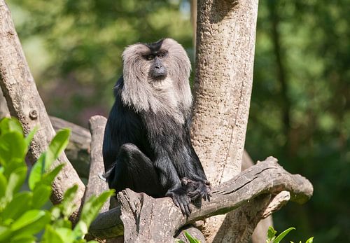 Liontail Macaque : Blijdorp Zoo