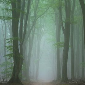 Forêt brumeuse de printemps sur Hanna Verboom