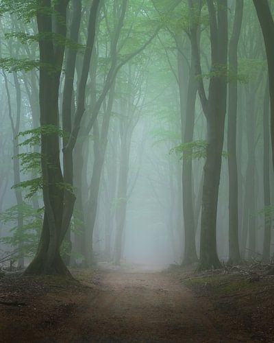 Forêt brumeuse de printemps sur Hanna Verboom