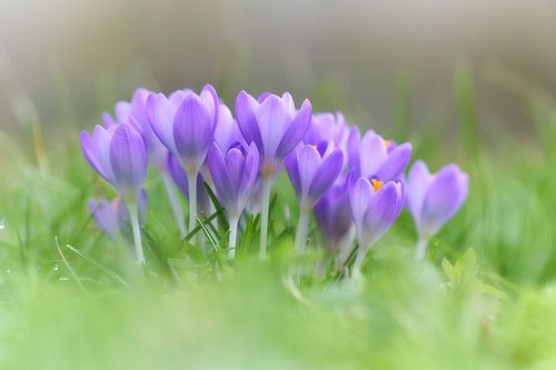 Des crocus dans l'herbe
