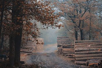 Stapels boomstammen in het bos in de herfst