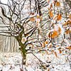Winterbeuk van Danny Slijfer Natuurfotografie