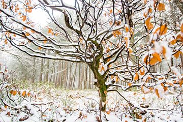 Winterbeuk van Danny Slijfer Natuurfotografie