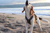 Bellender Beagle