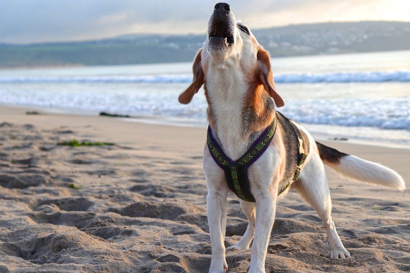 Blaffende Beagle van Carole Winchester