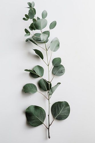 Eucalyptus
