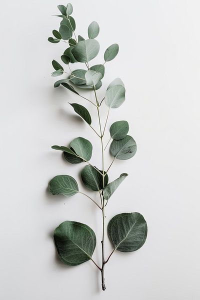 Eucalyptus by Poster Art Shop