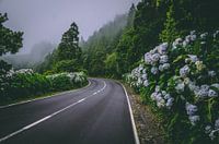 pico azores, Nebel, Blumen