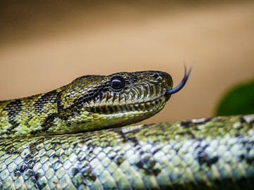 Snake in the landscape by Mustafa Kurnaz