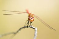 Grumpy Libelle von Herwin Wielink Miniaturansicht