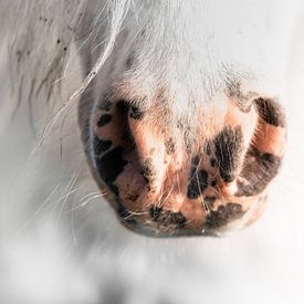 Poney sur Jeroen Mikkers