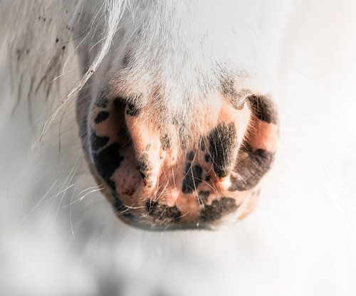 Poney sur Jeroen Mikkers