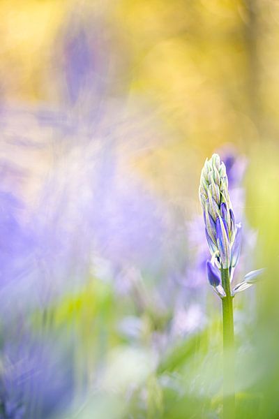 Une jacinthe des bois en train de bourgeonner par Danny Budts