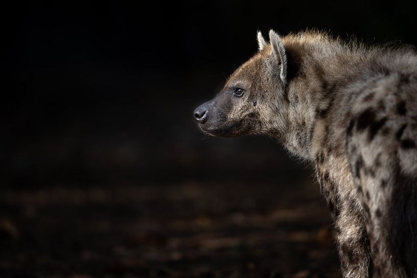 Hyenaportrait enprofile by Joy van der Beek