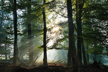 Sonnenstrahlen durch die Bäume auf der Veluwe von Mike Bos