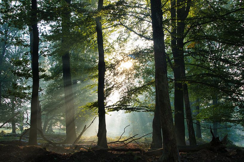 Sunbeams through the trees on the Veluwe by Mike Bos