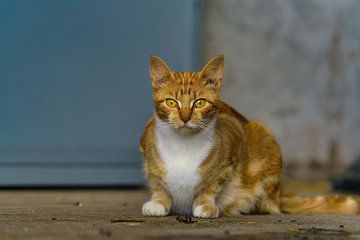 Jonge roodharige kat van Marcel Kieffer