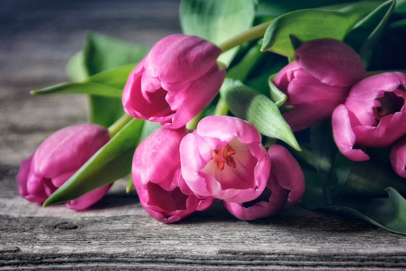 Tulpen in roze van Claudia Moeckel