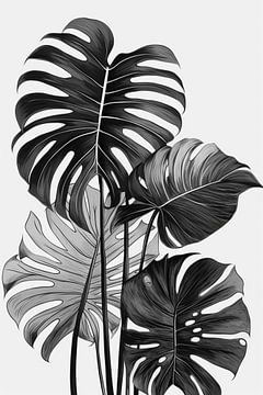 Monstera bladeren, zwart-wit illustratie van Color Square