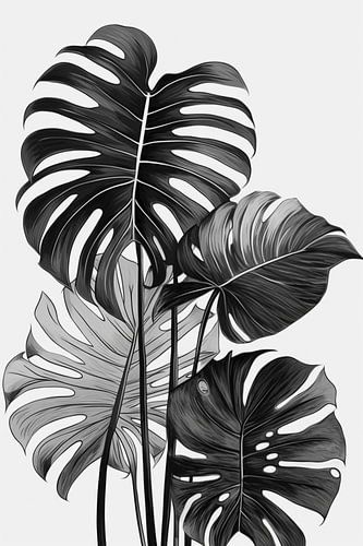Feuilles de monstera, illustration en noir et blanc