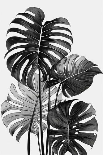 Monstera bladeren, zwart-wit illustratie