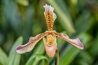 Orchidee 5