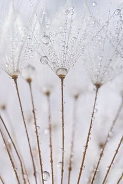 Simplicity and Tranquility: Drops to the pustules of the dandelion by Marjolijn van den Berg