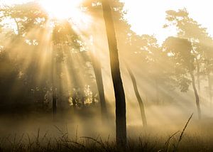 Magische zonsopkomst op de Veluwe van Harm Roseboom