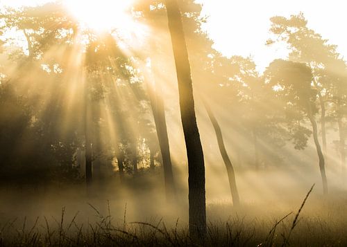 Magical sunrise on the Veluwe