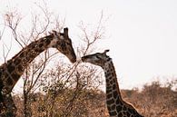 Giraffen bei Sonnenuntergang | Kruger National Park, Südafrika von Suzanne Spijkers Miniaturansicht