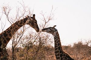 Giraffen bij zonsondergang || Kruger Nationaal Park, Zuid-Afrika van Suzanne Spijkers