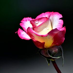 weiss rote Rose - Rose von Juergen Braun