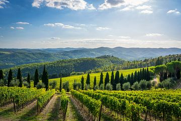 Vignobles de Radda in Chianti, Toscane sur Stefano Orazzini