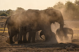 A herd of elephants protecting the baby elephants